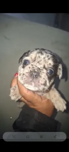 buldogue frances femea merle