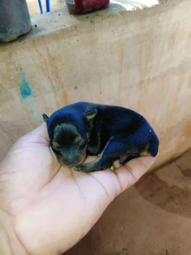Pinscher zero e Pinscher 1