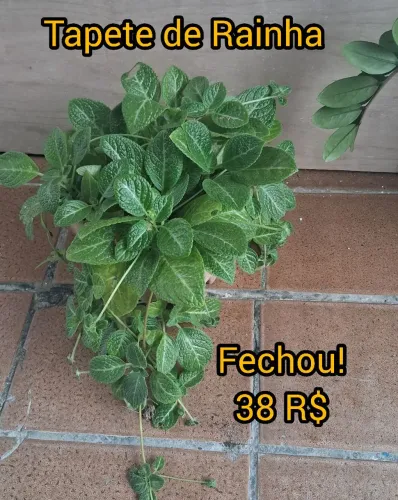 Plantas as mais lindas para vasos, sombra e sol