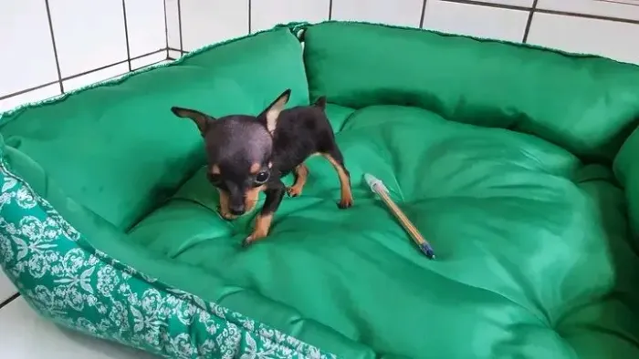 Pinscher Canil Padrão 00