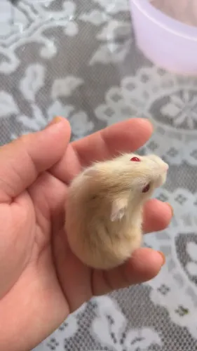 HAMSTER ANÃO RUSSO