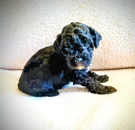 poodle black maravilhoso, também temos fêmeas