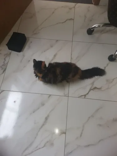 gato