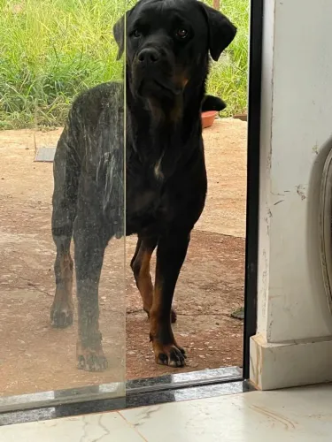 Doação de rottweiler