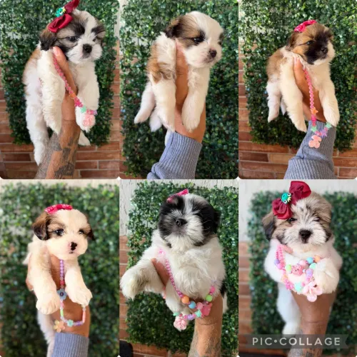Shih Tzu filhotes a venda