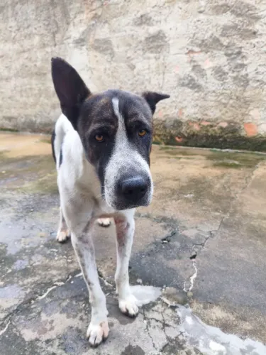 Procuro um lar para esse cachorro 