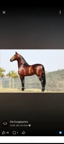 Cavalo manso de sela e carroça caí com carroça na descida empaca com ela sela 