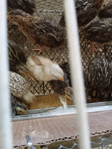 Pinto  galinha  ameraucana  galinha  do ovos  azul 