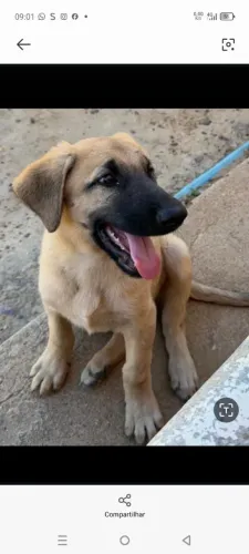 Vendo filhote de cachorro mestiço os pais são de raça fila brasileiro com pastor alemão 