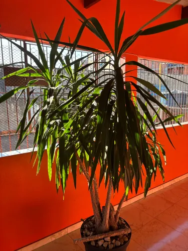 Iuca