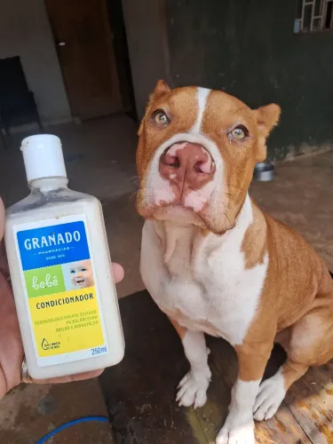 Pitbull 