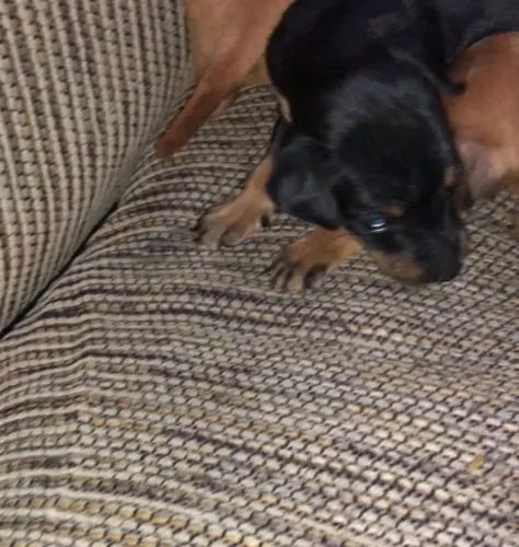 Pinscher Fêmea disponível 650,00