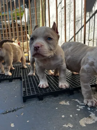 American bully micro
