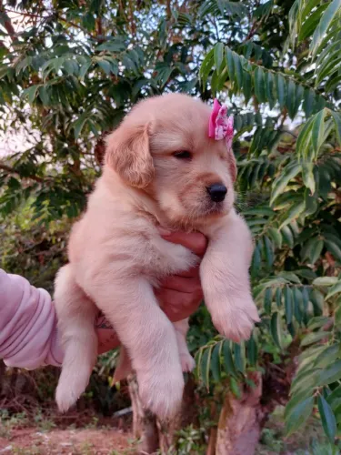 Golden Retriever
