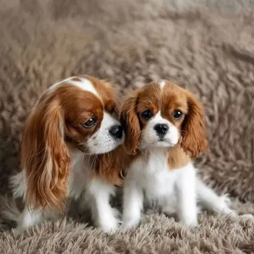 Cavalier King Charles