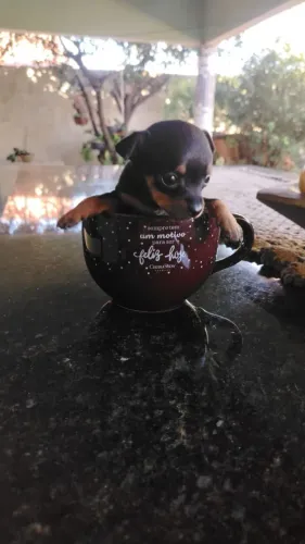 Pinscher macho e fêmea zero