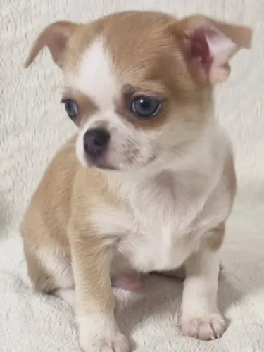 Chihuahua Enriquece Seus Dias Com Carinho