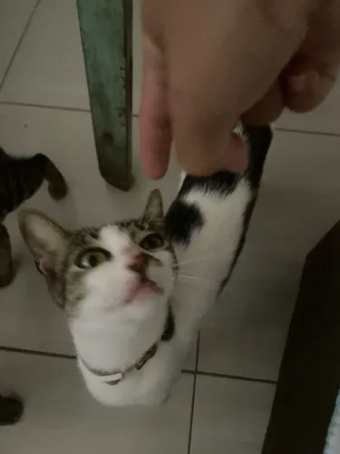 Gato para doação