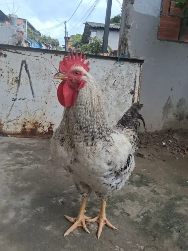 Galo