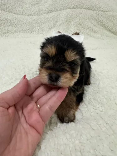 Yorkshire Terrier filhote cheio de charme