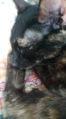 Gata para adoção 