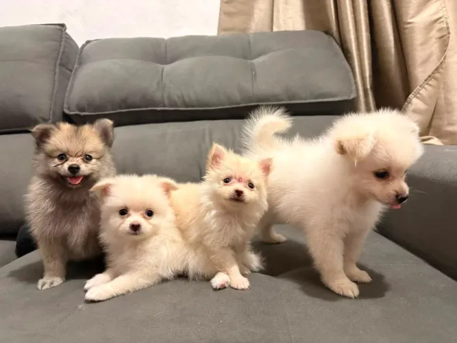 Filhotes de Spitz alemão