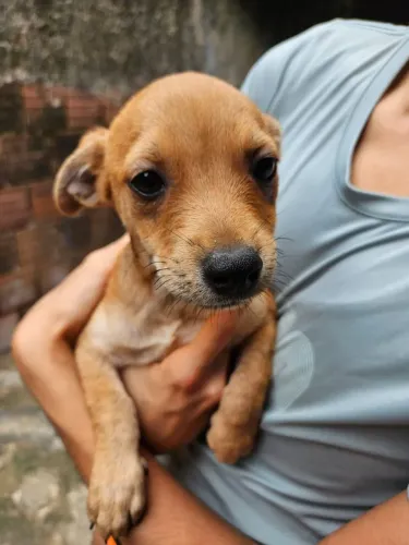 Cadela, 3 meses, porte pequeno