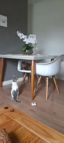 Mesa de jantar 4 lugares 