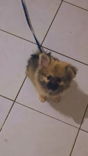 SPITZ ALEMÃO MACHO 2 MESES