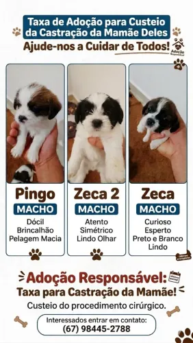 Filhotes mistura de Shitzu 