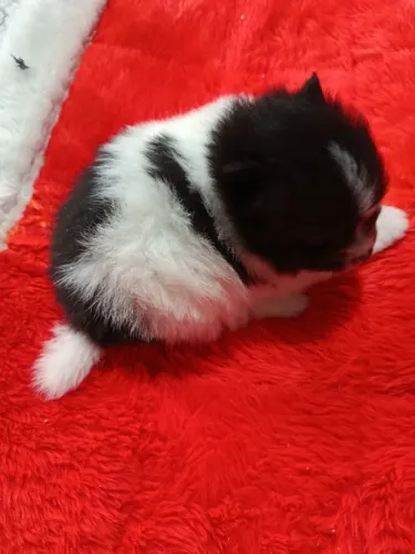 Lindo filhote Spitz alemão
