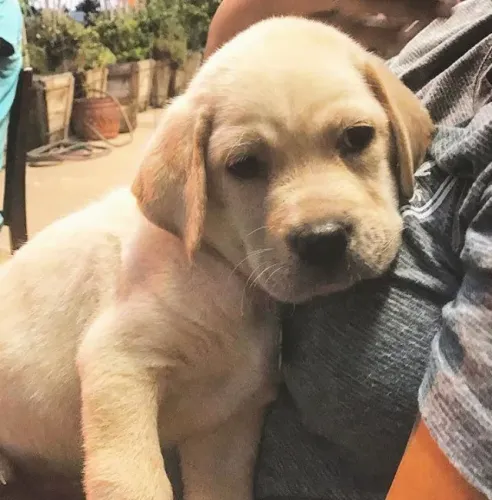 Labrador Curiosidade a cada esquina