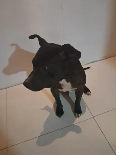 Cão pit bull