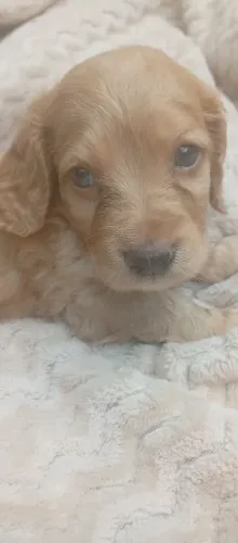 Cofap pelos longo olhos azuis
