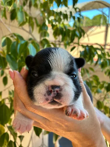 Filhote Bulldog Francês 