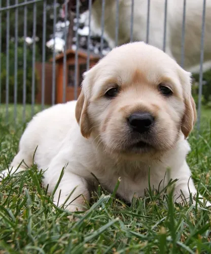 ? FILHOTES DE GOLDEN RETRIEVER DISPONÍVEIS ?