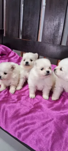 Filhotes de spitz (luiu)