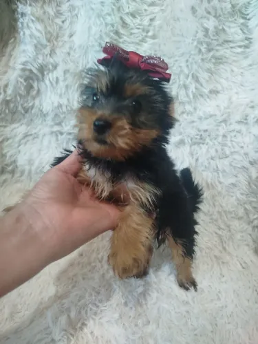 fêmea de york com 2 meses