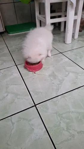 Machinho todo vacinado promoção