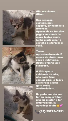 Gato de doação