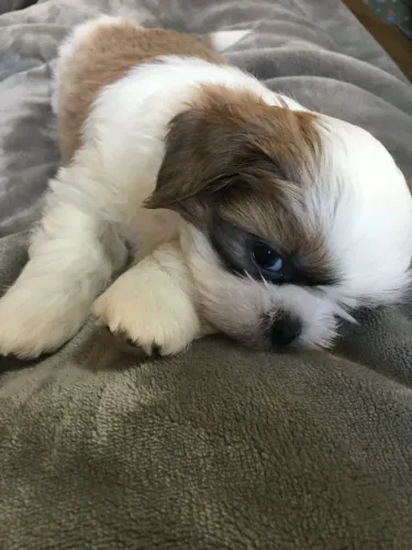 Filhotes de Shih Tzu | Alegria que chega em quatro patas.