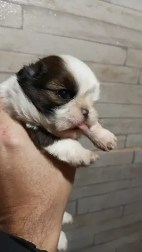 Shihtzu macho disponível
