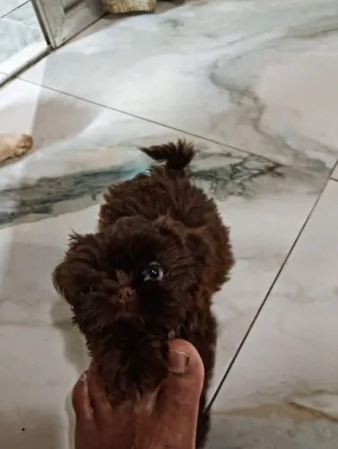 Filhote de shih Tzu fígado machinho com 2 meses R$ 1,200 pode parcelar em até 21x