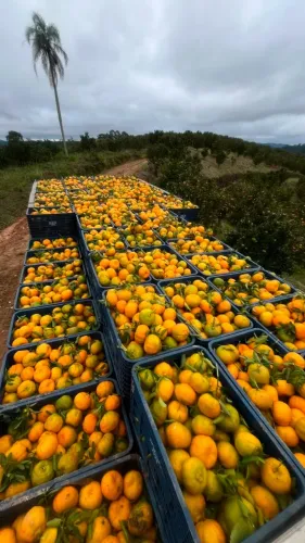 ? TANGERINA PONKAN À VENDA - PRODUÇÃO DE CERRO AZUL/PR