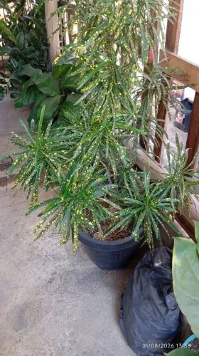 Planta croton