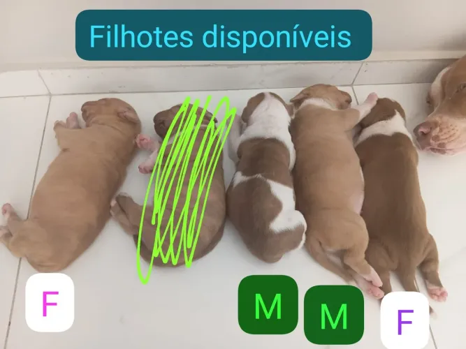 Vendo Filhote de Pitbull 250,00
