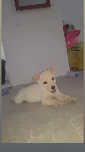 Cachorro husky Siberiano