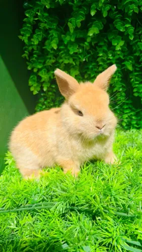 Mini Coelhos