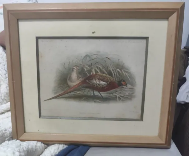 Quadro faisao