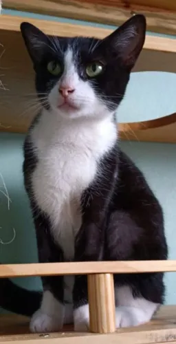 Doação de linda gatinha
